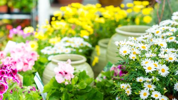 Обзор новинок цветов на 2018 год