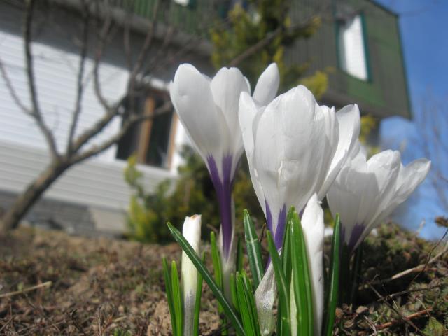 Весна в моём саду