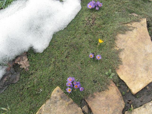Весна в моём саду