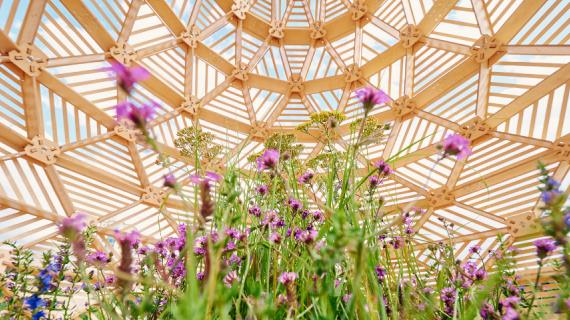 В столице ожидается «Московское лето. Цветочный джем»