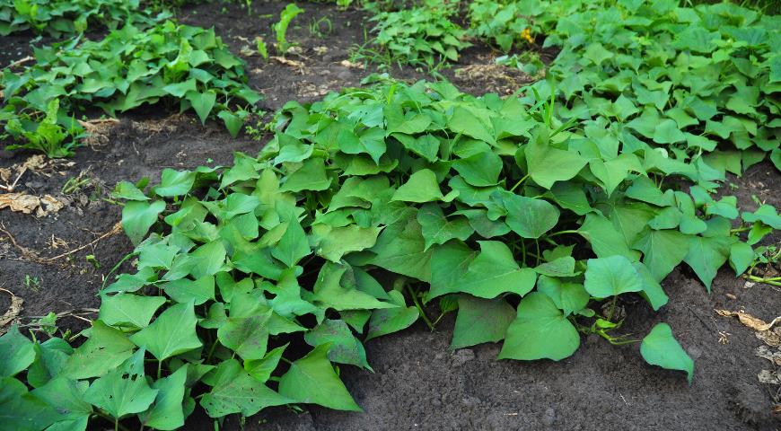Секреты выращивания сладкого картофеля - батата в средней полосе, лучшие  сорта