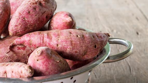 Секреты выращивания сладкого картофеля - батата в средней полосе