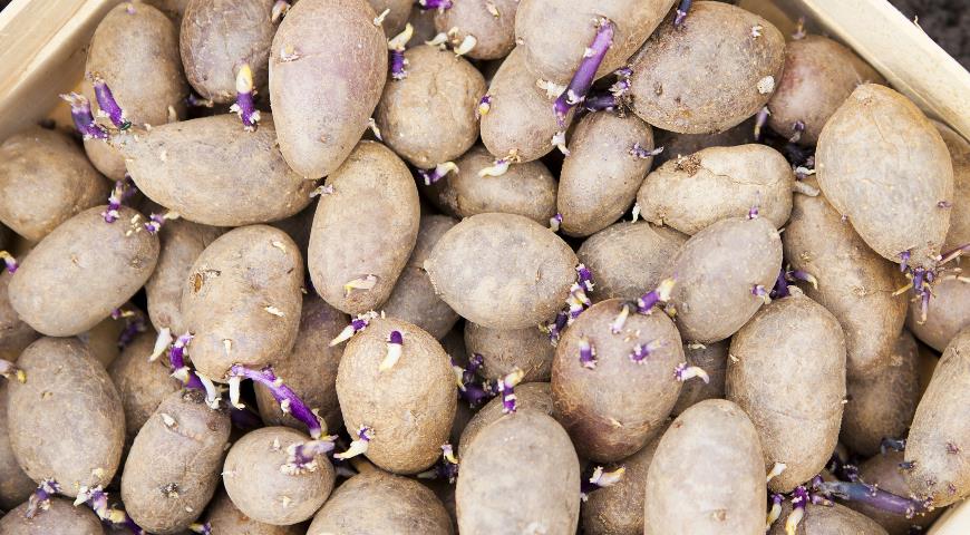Нужно ли проращивать картофель перед посадкой и другие важные вопросы прокартошку