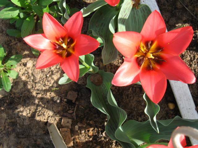 Весна в моём саду. Тюльпаны.