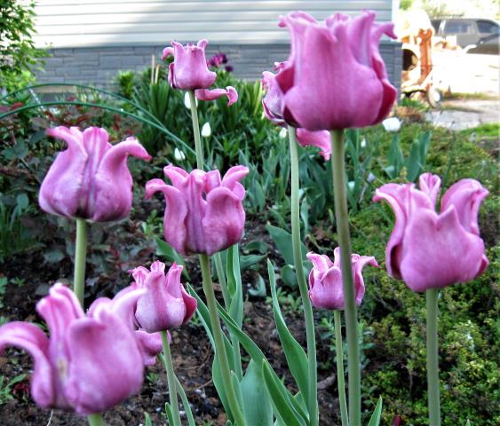 Весна в моём саду. Тюльпаны.