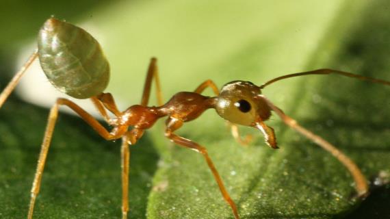 Простой способ избавиться от муравьёв на огороде