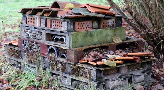 В ноябре можно научиться выращивать яблони и запланировать красивый осенний сад