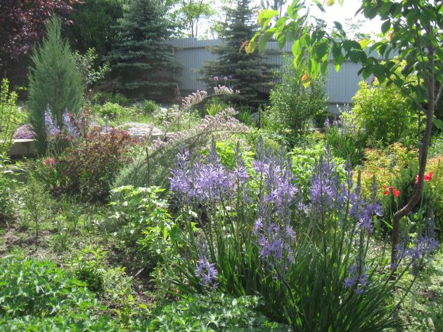 Весна в моём саду. Нарциссы, гиацинты и кое-что ещё.