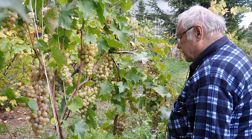 Все секреты выращивания винограда в Подмосковье и в северных регионахРоссии от виноградаря Николая Сидорцова