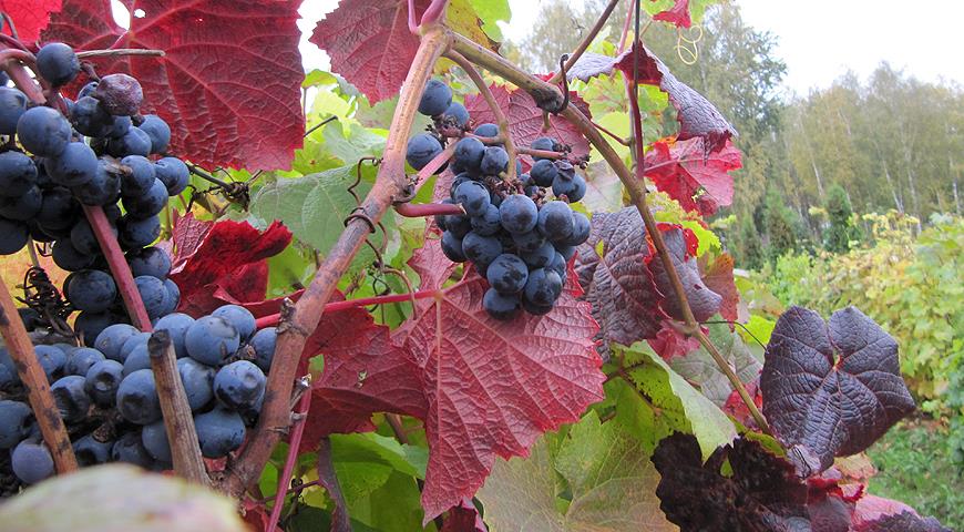 Все секреты выращивания винограда в Подмосковье и в северных регионах России от виноградаря Николая Сидорцова