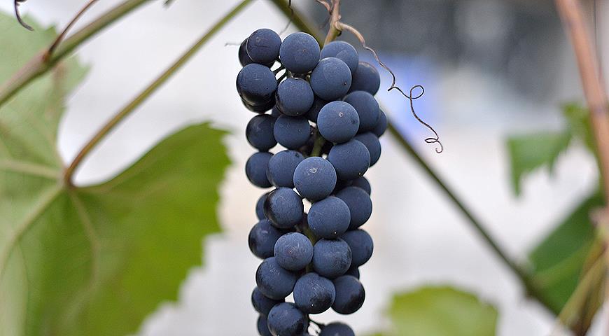 Все секреты выращивания винограда в Подмосковье и в северных регионах России от виноградаря Николая Сидорцова