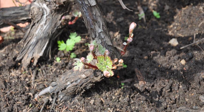 Восстановление поврежденного винограда после зимовки и заморозков