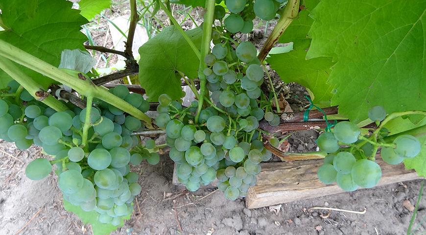 Как вырастить виноград в тверской области