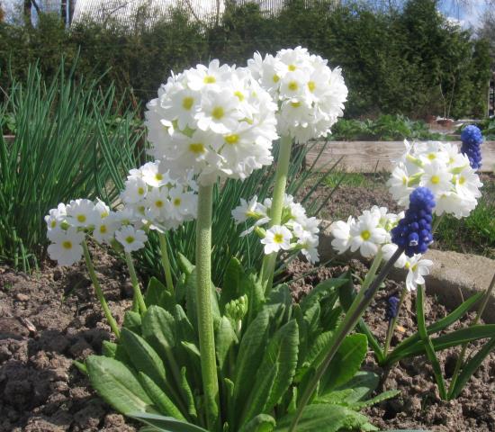 Весна в моём саду. Примула.