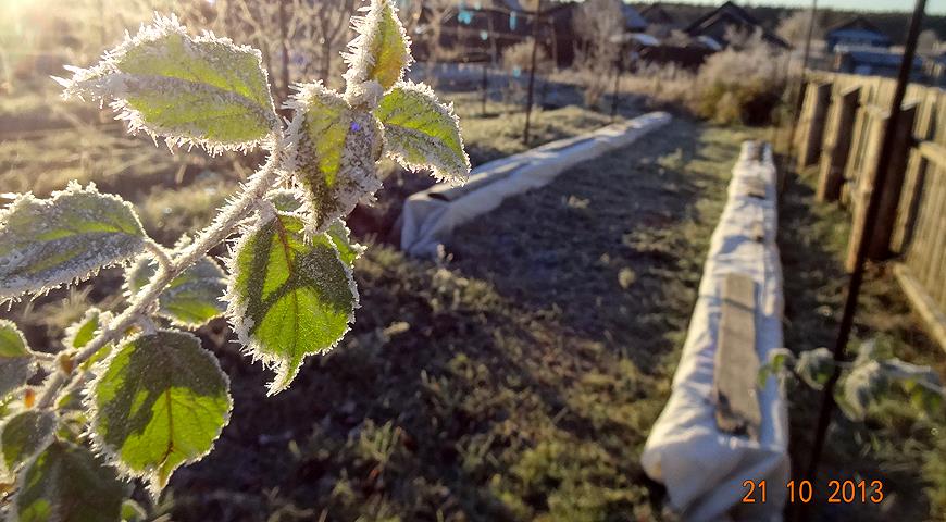 Как вырастить виноград в тверской области