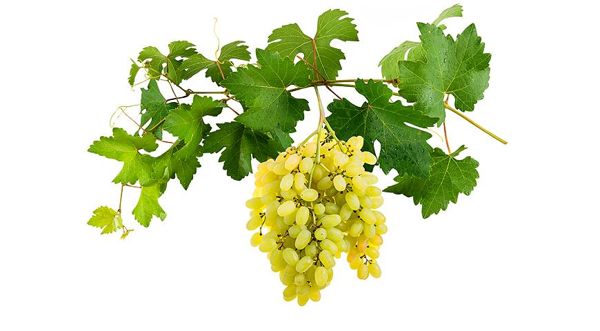 Как осень сажать виноград