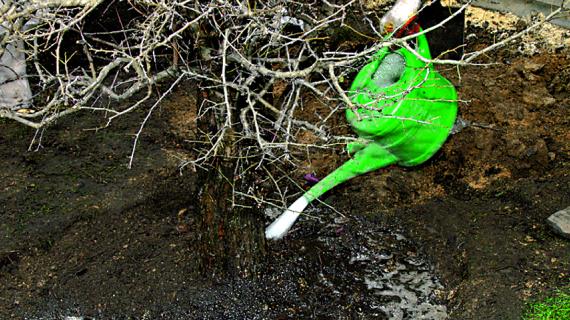 Пересадка взрослого куста боярышника