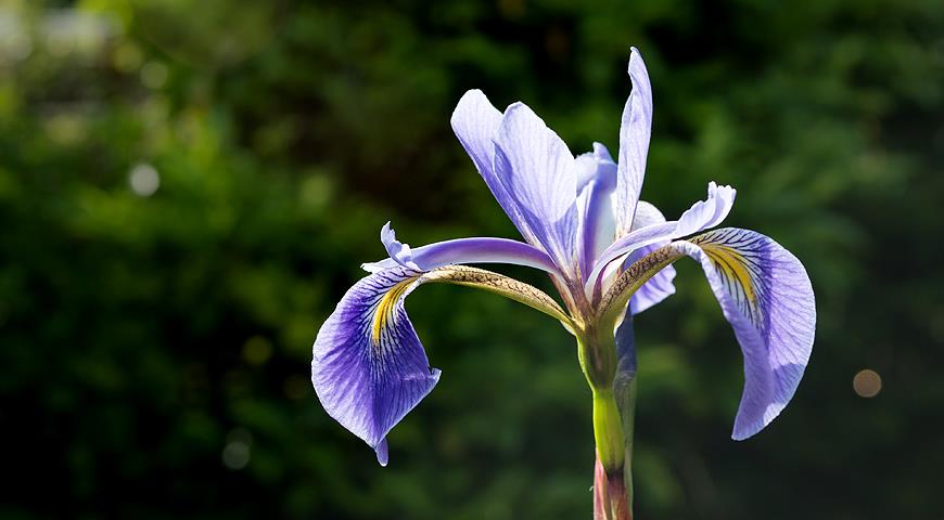 Iris versicolor