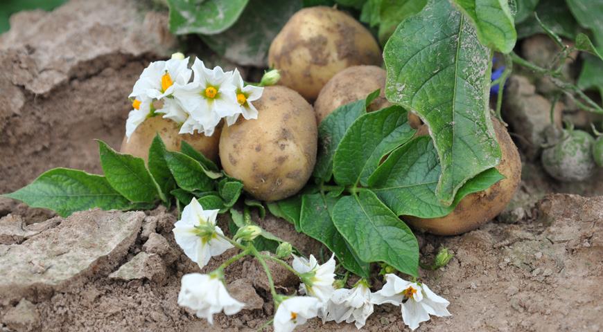 картофель на поле