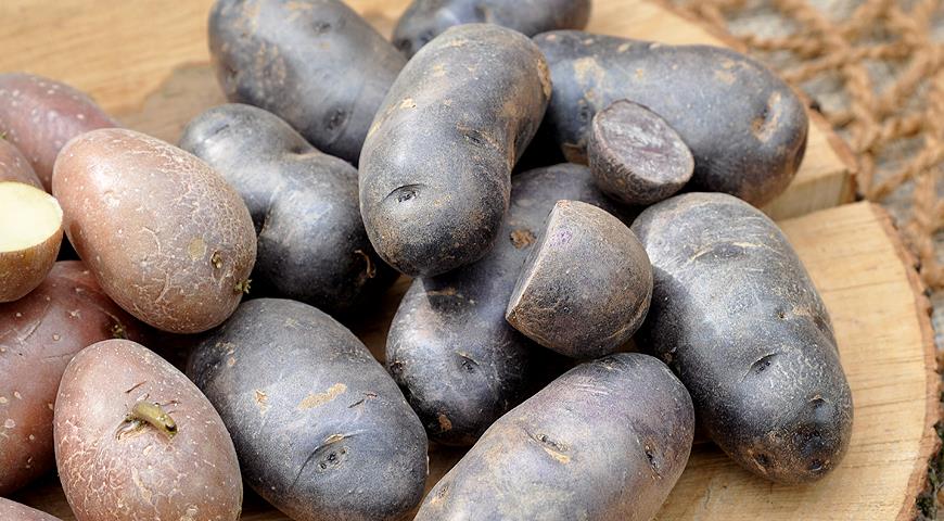 какой сорт картофеля самый вкусный и урожайный для подмосковья