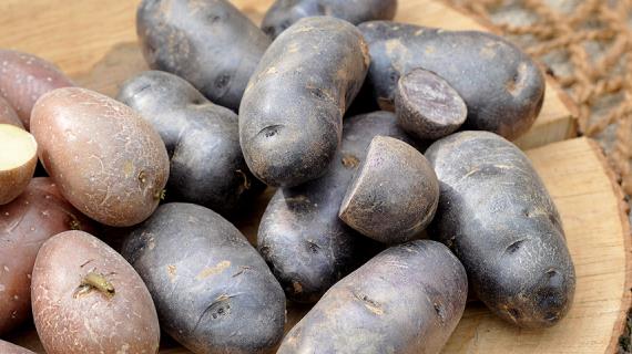 Лучшие сорта картофеля для посадки на дачном участке