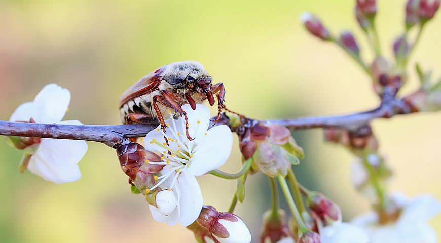 майский жук на пловдовом цветущем дереве