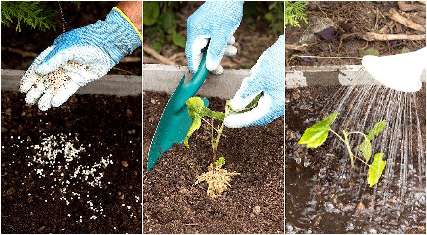 Как самостоятельно размножить вкусный сорт черной смородины зелеными черенками