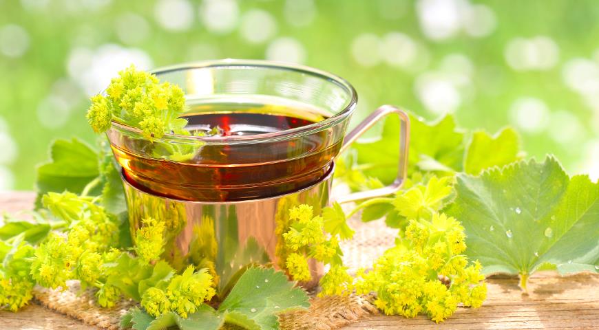 Травяной чай с листьями и соцветиями травы манжетки