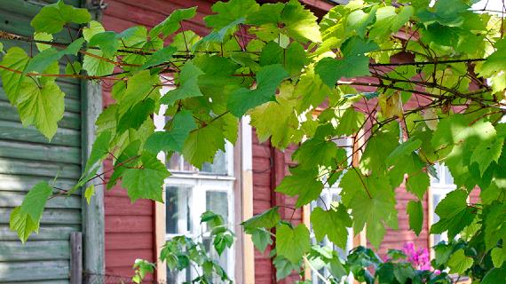 Виноград в ландшафтном дизайне на Supersadovnik.ru