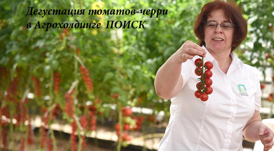 дегустация томатов