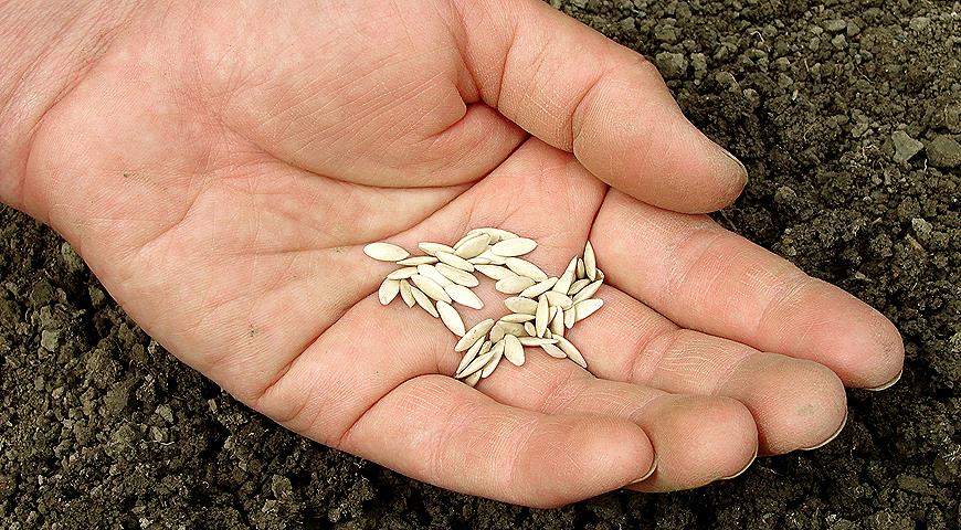 Опустите огуречные семена в 5%-ный раствор поваренной соли (3 г на 100 мл воды) комнатной температуры, перемешайте и подождите несколько секунд. Пустые и непригодные всплывут, а хорошие опустятся на дно.
