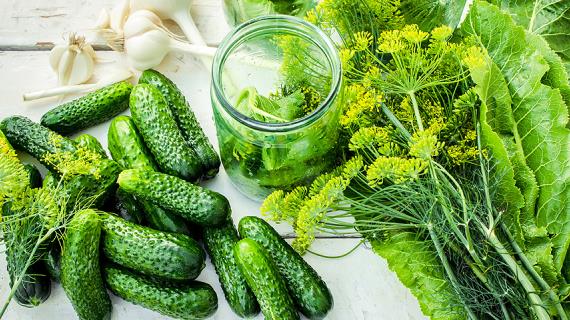 8 лучших дачных рецептов соленых и маринованных огурцов