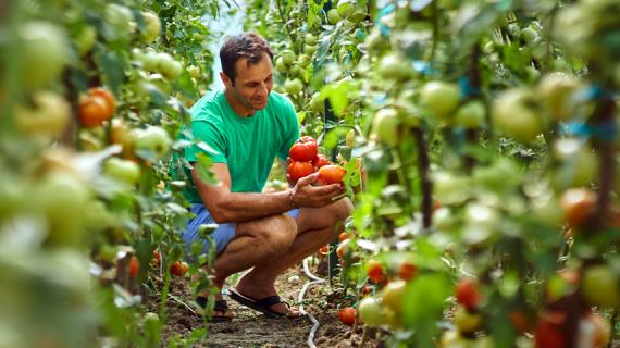 Секреты выращивания томатов в поликарбонатных теплицах и в пленочных туннельных укрытиях