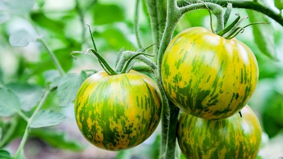 Как вырастить самые сладкие и большие помидоры (помидоры)