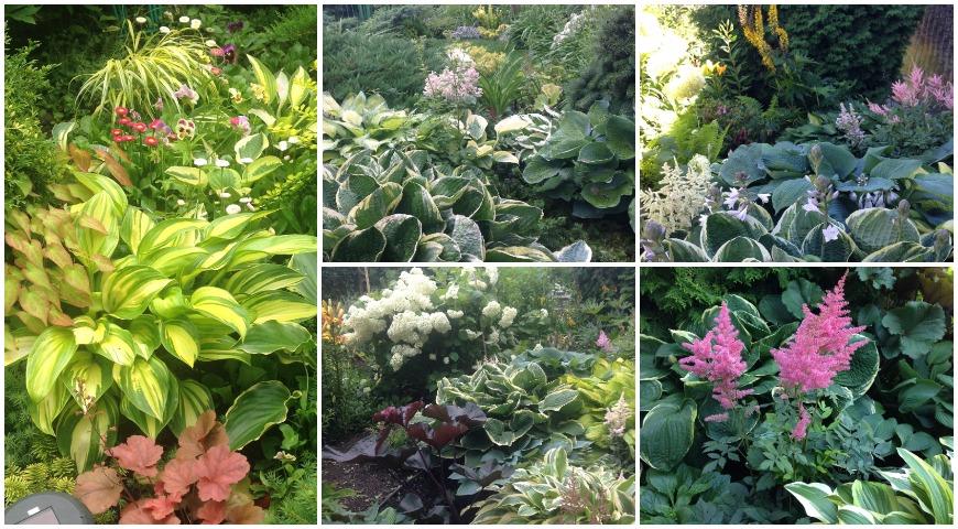 хоста, теневой сад, многолетники, астильба, бузульник, горянка, пейзажный стиль, сад, Ульянова