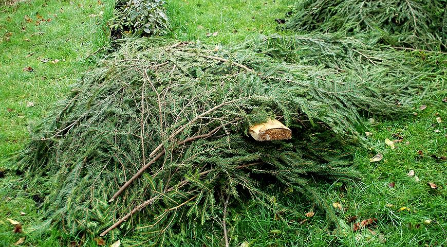 Плетистая роза посадка и уход в открытом грунте на зиму