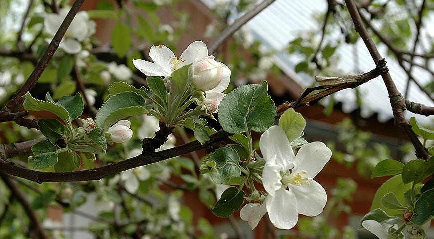 Яблоня новичок. Молодая яблоня весной. Яблони весенний уход. Как удалить цветы у молодая Яблонька.