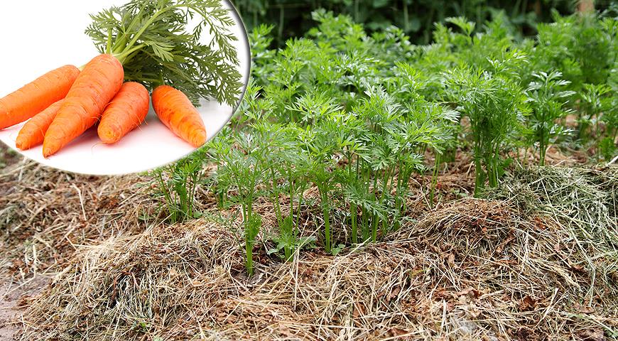 как правильно вырастить морковь