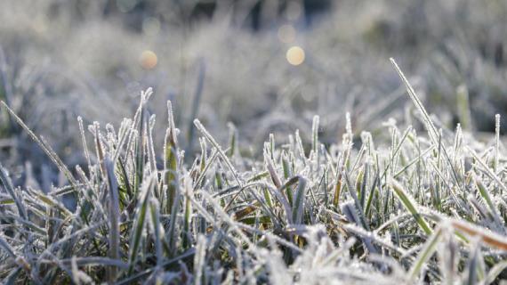 Погода в Москве: в первые дни лета резко похолодает, ожидаются заморозки