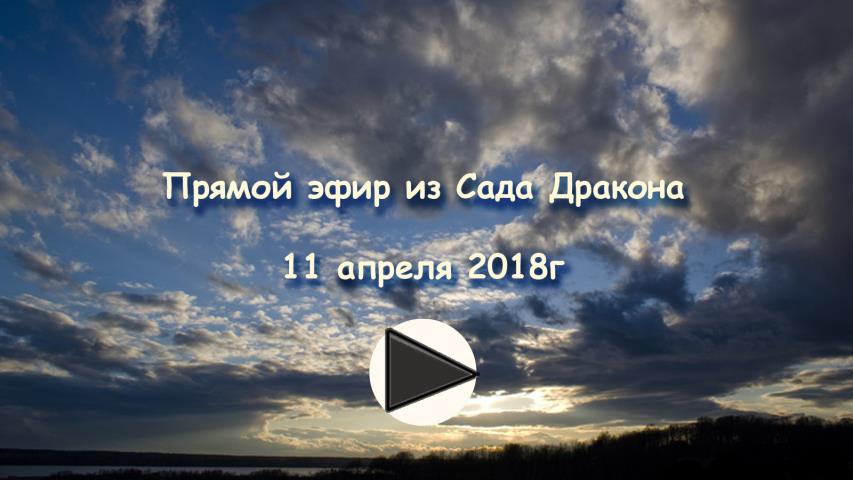 Прямой эфир из Сада Дракона - 11,04,2018 