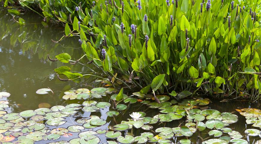 Как правильно размножить и посадить в пруд водные растения