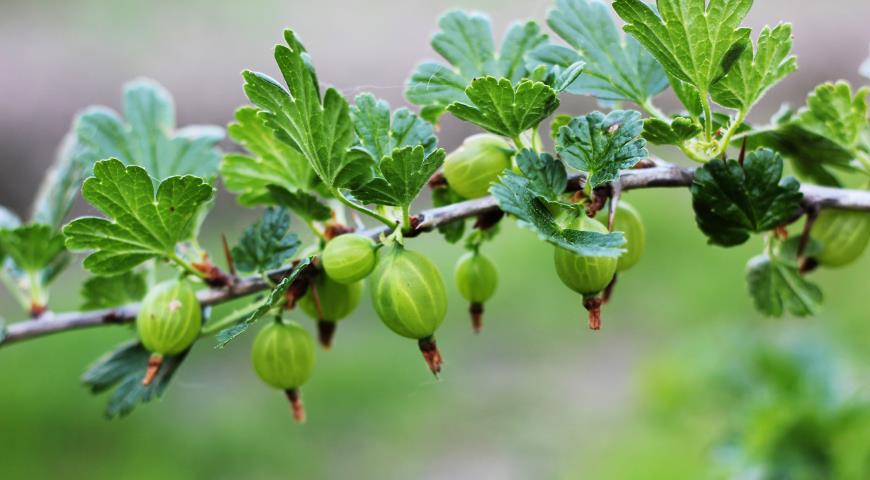 Лучшие сладкие сорта крыжовника: посадка и уход