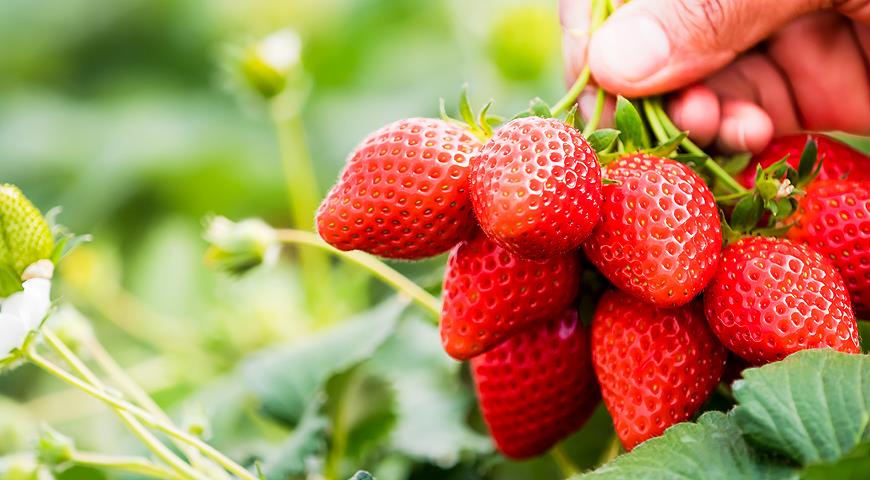 как получить самые вкусные и сладкие ягоды клубники