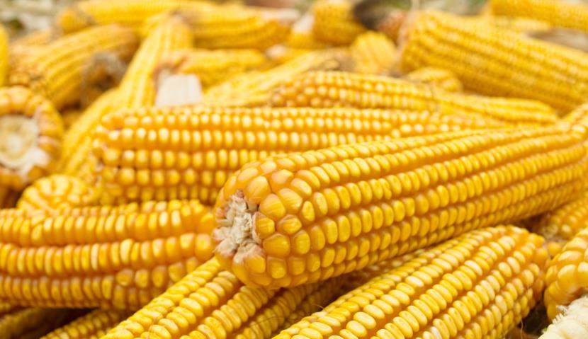 Собранный урожай початков кукурузы