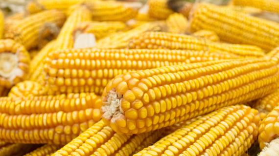 Ученые доказали: генно-модифицированная кукуруза безопаснее и урожайнее обычной