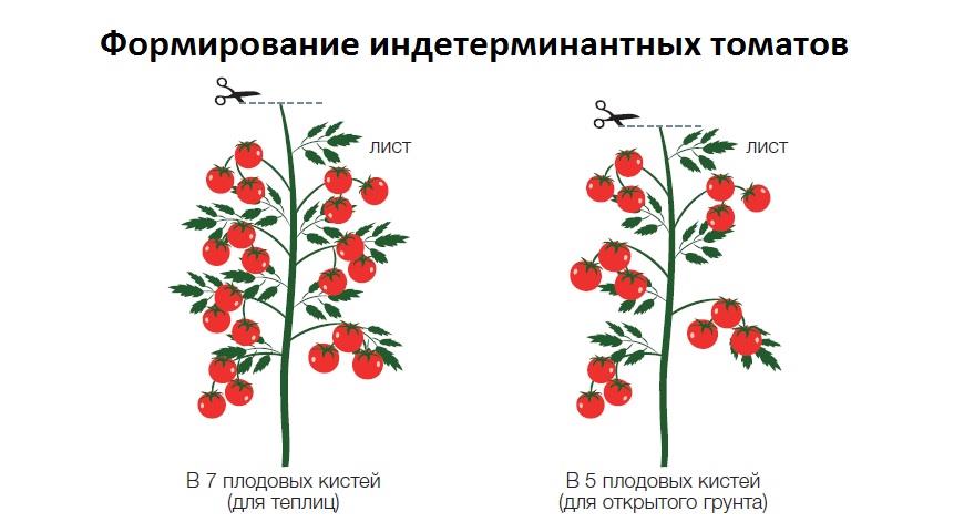 Как купировать помидоры. Помидоры индетерминантные формирование. Индетерминантные томаты пасынкование. Формировка индетерминантных томатов. Формирование индетерминантного куста томата.