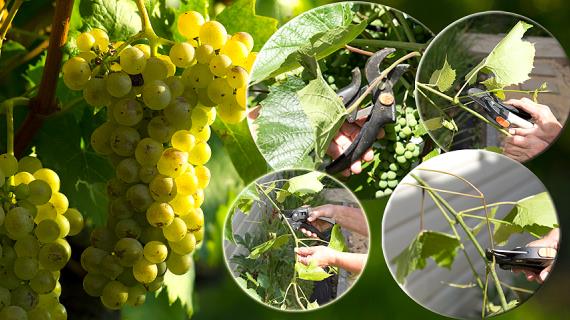 4 самых необходимых зеленых операций на винограде для большого урожая