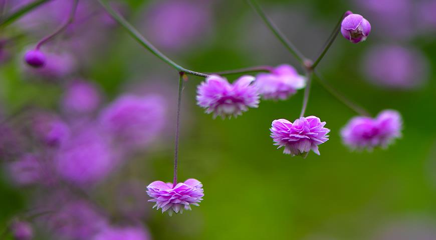 Thalictrum-delavayi Hewitt's-double