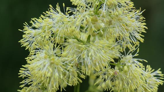 Виды василистника