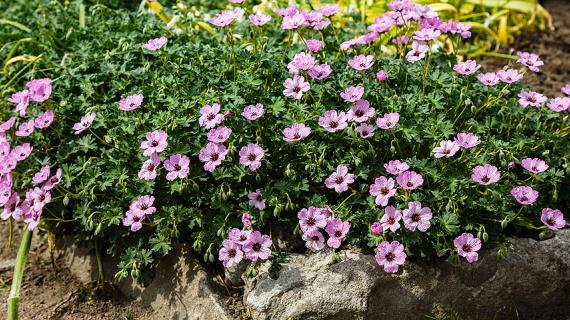 Виды и сорта садовой герани